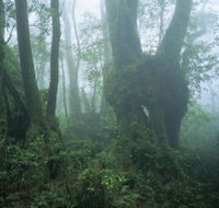 West Canungra Creek Circuit