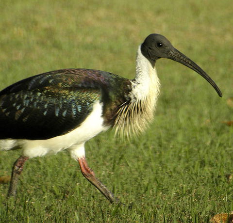 Toowoomba Bicentennial Waterbird Habitat - Accommodation Cooktown 0