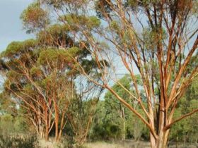 Myall Park Botanic Garden - Accommodation Cooktown 0
