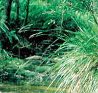 Lerderderg State Park - Accommodation Cooktown