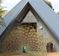 Halls Gap Zoo - Accommodation Cooktown