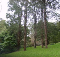 Mount Dandenong Arboretum - Accommodation Cooktown