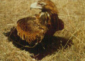 Long Forest Nature Conservation Reserve - Accommodation Cooktown 0