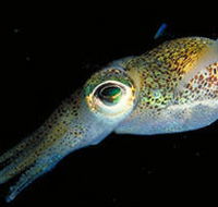 Corner Inlet Marine National Park - Accommodation Cooktown