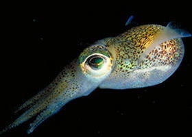 Corner Inlet Marine National Park - Accommodation Cooktown 0