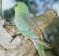 Lake Albacutya Regional Park - Accommodation Cooktown