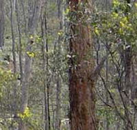 Heathcote-Graytown National Park - Accommodation Cooktown