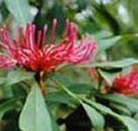 Alfred National Park - Accommodation Cooktown