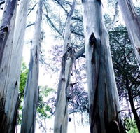 Dandenong Ranges National Park - Accommodation Cooktown