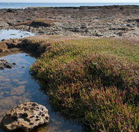 Ricketts Point Marine Sanctuary - Accommodation Cooktown