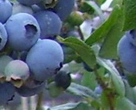 Tuckerberry Hill - Accommodation Cooktown 0