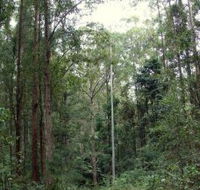 Bongil Bongil National Park