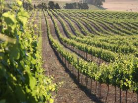 Kilikanoon Wines Cellar Door - Accommodation Cooktown 1