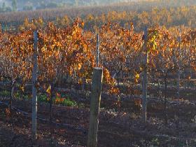 Kilikanoon Wines Cellar Door - Accommodation Cooktown 2