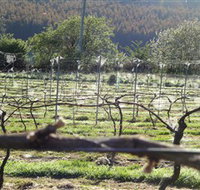Three Willows Vineyard - Accommodation Cooktown