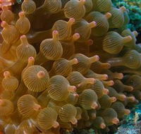 Coral Gardens Dive Site Mooloolaba - Accommodation Cooktown
