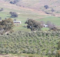 Wymah Organic Olives and Lambs - Accommodation Cooktown