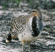 Yongergnow Australian Malleefowl Centre - Accommodation Cooktown