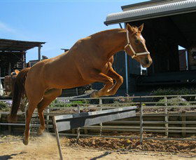 Boggy Creek Shows - Accommodation Cooktown 3