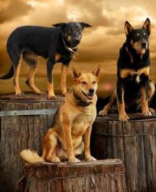 Boggy Creek Shows - Accommodation Cooktown 1