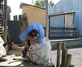 Boggy Creek Shows - Accommodation Cooktown 4