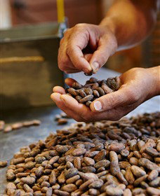 Bright Chocolate - Accommodation Cooktown 3