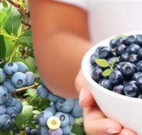Jolly Berries - Accommodation Cooktown