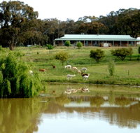 Clearview Alpacas - Accommodation Cooktown