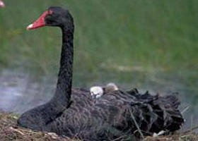  Accommodation Cooktown