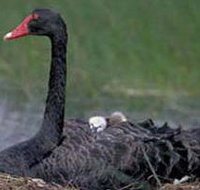 French Island Marine National Park - Accommodation Cooktown