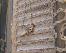 Sacs On Jenkins - Accommodation Cooktown 6