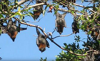 Blackbutt Reserve - Accommodation Cooktown 1