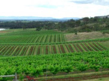 Hunter Vineyard Tours - Accommodation Cooktown 2