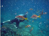 Imagine Cruises - Accommodation Cooktown 0