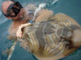 Imagine Cruises - Accommodation Cooktown 1
