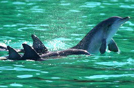 Sydney Weekend Adventures - Accommodation Cooktown 1