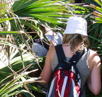 Palm Jungle loop track - Accommodation Cooktown