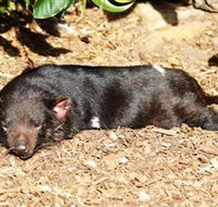 Symbio Wildlife Park - Accommodation Cooktown