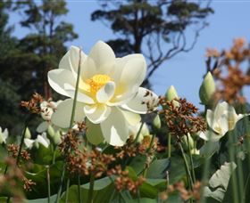 Mt Penang Gardens - Accommodation Cooktown 2