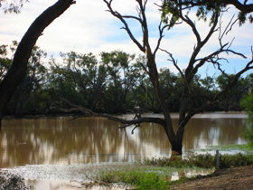 Allan Tannock Weir - Accommodation Cooktown 3