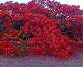 George Brown Darwin Botanic Gardens - Accommodation Cooktown 1