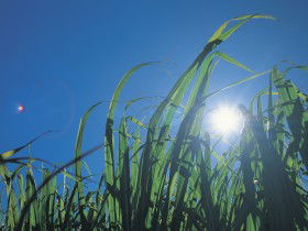 Australian Sugar Industry Museum
