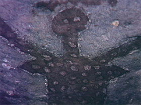 Accommodation Cooktown