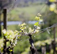 Mountainside Wines - Accommodation Cooktown