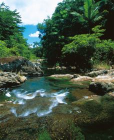 Cedar Creek Falls - Accommodation Cooktown 1