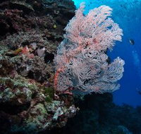 Barracuda Bommie Dive Site
