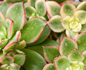 Billabong Garden Complex & Cafe - Accommodation Cooktown 0