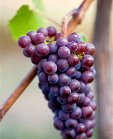 Ellender Estate - Accommodation Cooktown 6