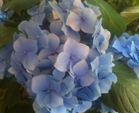 Abandon Stress Mobile Massage - Accommodation Cooktown 3