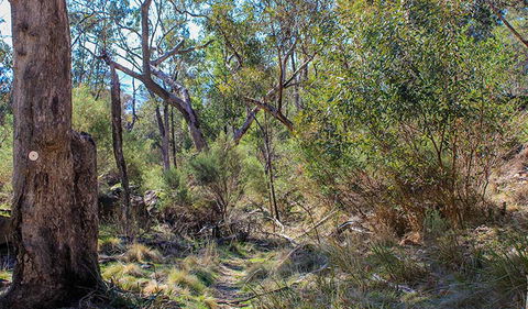 Eualdrie Walking Track - Accommodation Cooktown 1